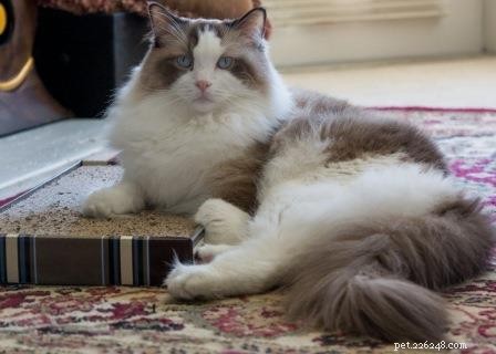Newman: The Charming Ragdoll Spotlight