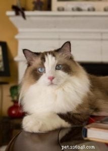 Newman: The Charming Ragdoll Spotlight
