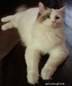 Meet Hópihe: Ragdoll of the Week