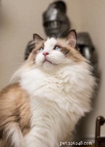 Newman: The Charming Ragdoll Spotlight