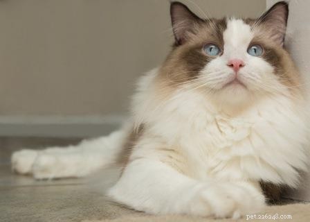 Newman: The Charming Ragdoll Spotlight