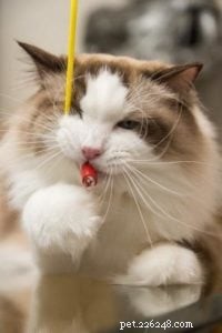 Newman: The Charming Ragdoll Spotlight