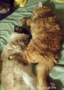 Why Cats Sleep So Much: The Essential Role of Cat Naps