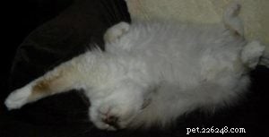 Why Cats Sleep So Much: The Essential Role of Cat Naps