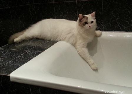 Meet Hópihe: Ragdoll of the Week