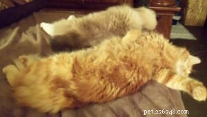 Why Cats Sleep So Much: The Essential Role of Cat Naps