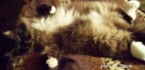Why Cats Sleep So Much: The Essential Role of Cat Naps