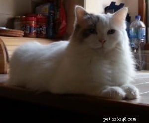 Meet Hópihe: Ragdoll of the Week