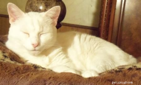 Why Cats Sleep So Much: The Essential Role of Cat Naps