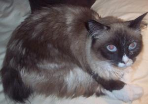 Choosing the Perfect Cat Name: A Guide for Pet Owners