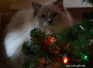 Sonny: Ragdoll Kitten of the Month – A Soft‑Toned Star from Sacramento
