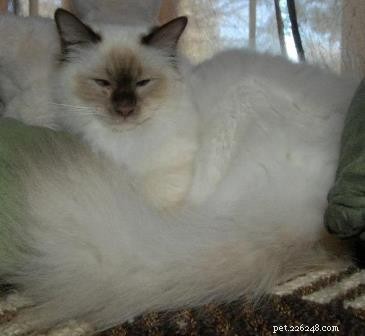 Choosing the Perfect Cat Name: A Guide for Pet Owners