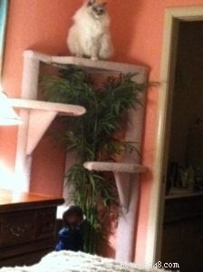Sonny: Ragdoll Kitten of the Month – A Soft‑Toned Star from Sacramento