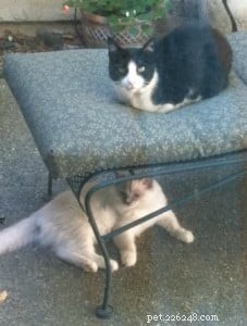 Sonny: Ragdoll Kitten of the Month – A Soft‑Toned Star from Sacramento
