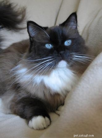 Choosing the Perfect Cat Name: A Guide for Pet Owners