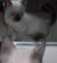 Choosing the Perfect Cat Name: A Guide for Pet Owners