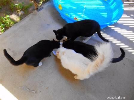 Punkin: Featured Ragdoll of the Week – A Loving Companion