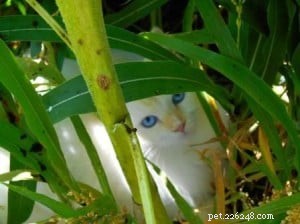 Punkin: Featured Ragdoll of the Week – A Loving Companion