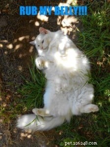 Punkin: Featured Ragdoll of the Week – A Loving Companion