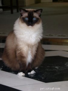 Managing Cat Allergies with NAET: A Safer Alternative to Rehoming