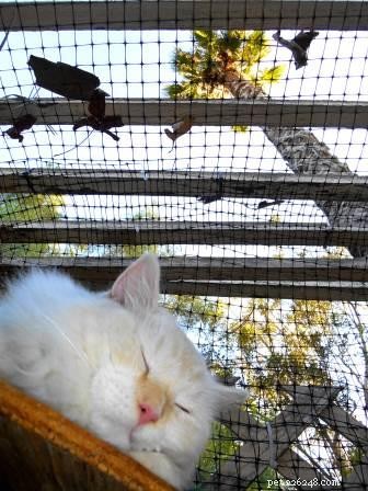Punkin: Featured Ragdoll of the Week – A Loving Companion