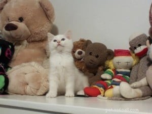 Punkin: Featured Ragdoll of the Week – A Loving Companion