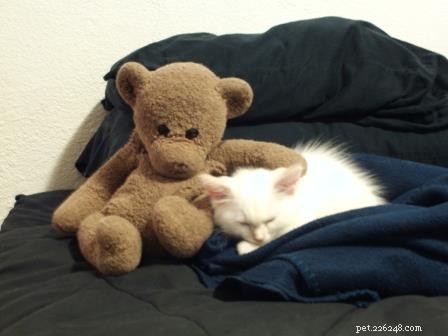 Punkin: Featured Ragdoll of the Week – A Loving Companion