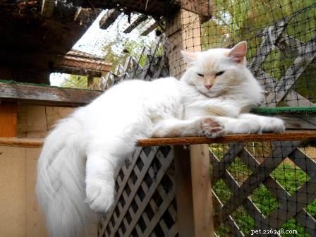 Punkin: Featured Ragdoll of the Week – A Loving Companion
