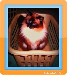 Meet Karma the Ragdoll: Your Next Furry Family Member