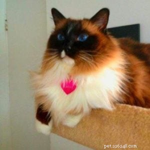 Meet Karma the Ragdoll: Your Next Furry Family Member
