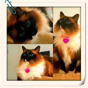 Meet Karma the Ragdoll: Your Next Furry Family Member