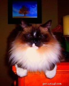 Meet Karma the Ragdoll: Your Next Furry Family Member