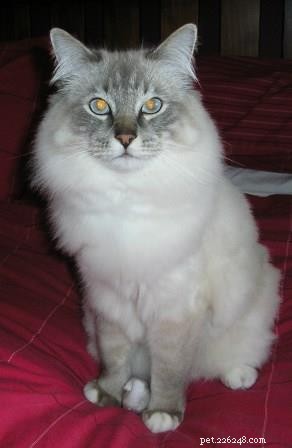 Meet Cotton: The Charming Ragdoll Cat Shaping a New Family Life