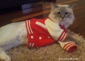 Meet Cotton: The Charming Ragdoll Cat Shaping a New Family Life