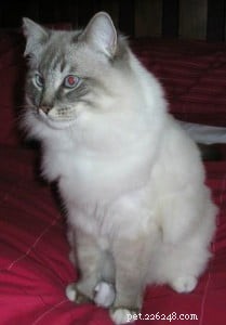 Meet Cotton: The Charming Ragdoll Cat Shaping a New Family Life