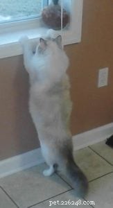 Meet Cricket: Our Beloved Ragdoll Cat