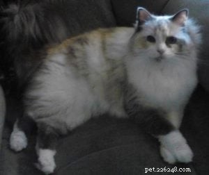 Meet Cricket: Our Beloved Ragdoll Cat