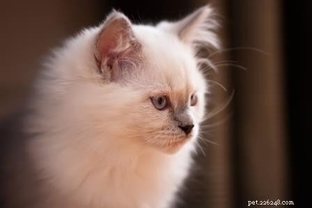 Meet Nala: Our New Ragdoll Kitten Bringing Joy Home
