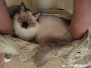 Understanding Why Your Ragdoll Cat May Climb Into Your Pants