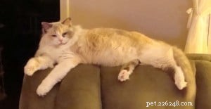 Meet Cricket: Our Beloved Ragdoll Cat