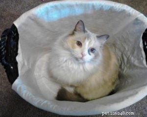 Meet Cricket: Our Beloved Ragdoll Cat