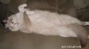Meet Cricket: Our Beloved Ragdoll Cat