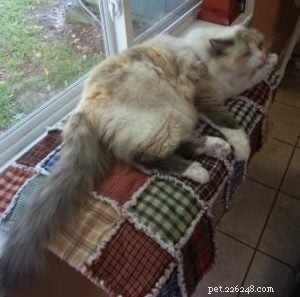 Meet Cricket: Our Beloved Ragdoll Cat
