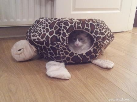Giuseppe: Scotland s Adorable Ragdoll Taking Hearts by Storm