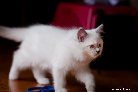 Meet Nala: Our New Ragdoll Kitten Bringing Joy Home