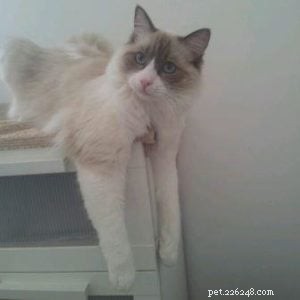 Giuseppe: Scotland s Adorable Ragdoll Taking Hearts by Storm