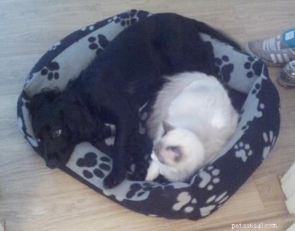 Giuseppe: Scotland s Adorable Ragdoll Taking Hearts by Storm