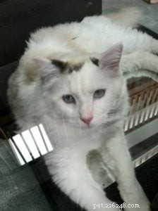 Meet Whitie: The Charming Bi-Color Ragdoll Cat of the Week