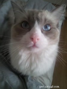 Meet Nala: Our New Ragdoll Kitten Bringing Joy Home