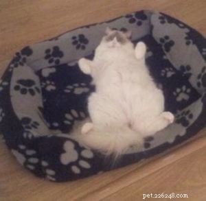 Giuseppe: Scotland s Adorable Ragdoll Taking Hearts by Storm